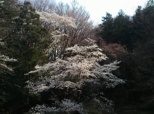 むじな池の桜4月500.jpg