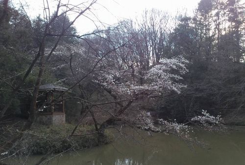 むじな池の桜.jpg