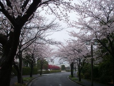 翠陵の桜.jpg
