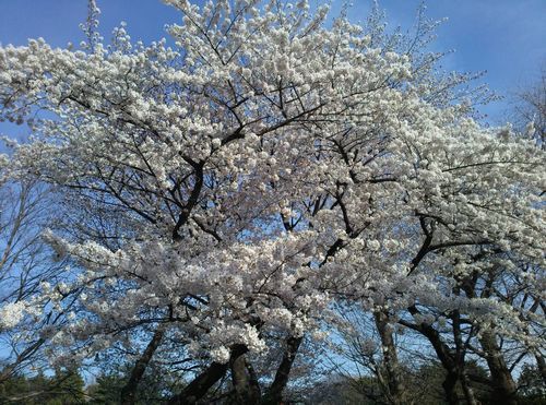 千鳥が渕の桜.jpg