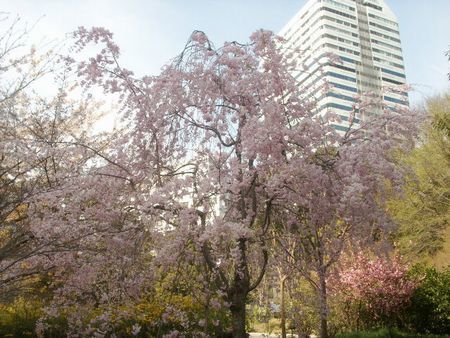 清水谷公園の桜.jpg