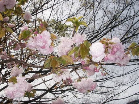 神田橋の八重桜.jpg