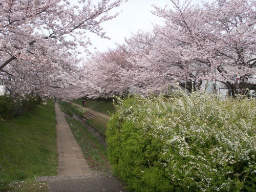 桜散歩道.jpg