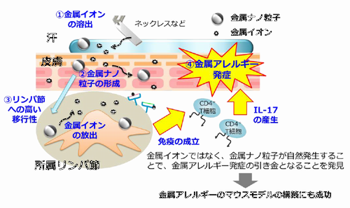 図1　金属ナノ粒子が金属アレルギーの発症原因である可能性500.png