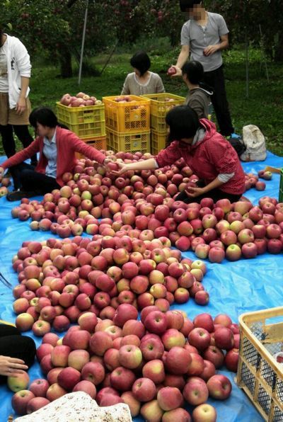 りんご収穫400.jpg