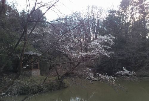 むじな池の桜.jpg