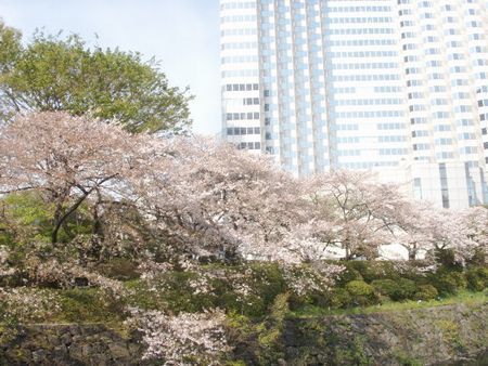 元赤プリの桜.jpg