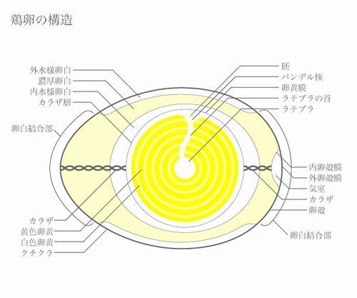 卵構造図500.jpg