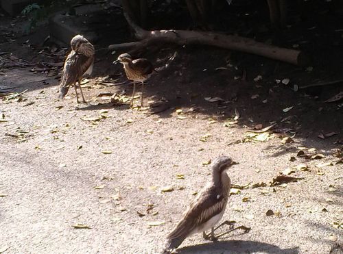 キャンベルタウン野鳥の森公園チドリ.jpg