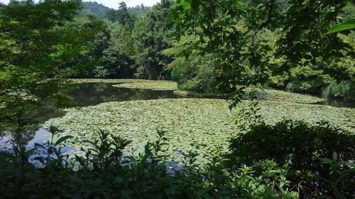 龍安寺の鏡容池500.jpg