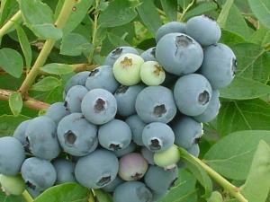 blueberry.jpg