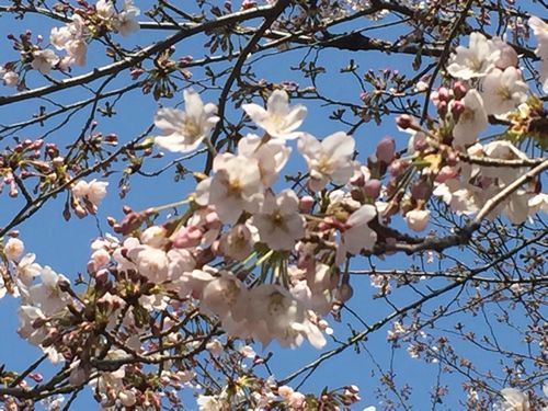 2017千鳥ヶ淵の桜2 500.jpg