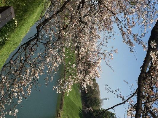 2017千鳥ヶ淵の桜 400.jpg